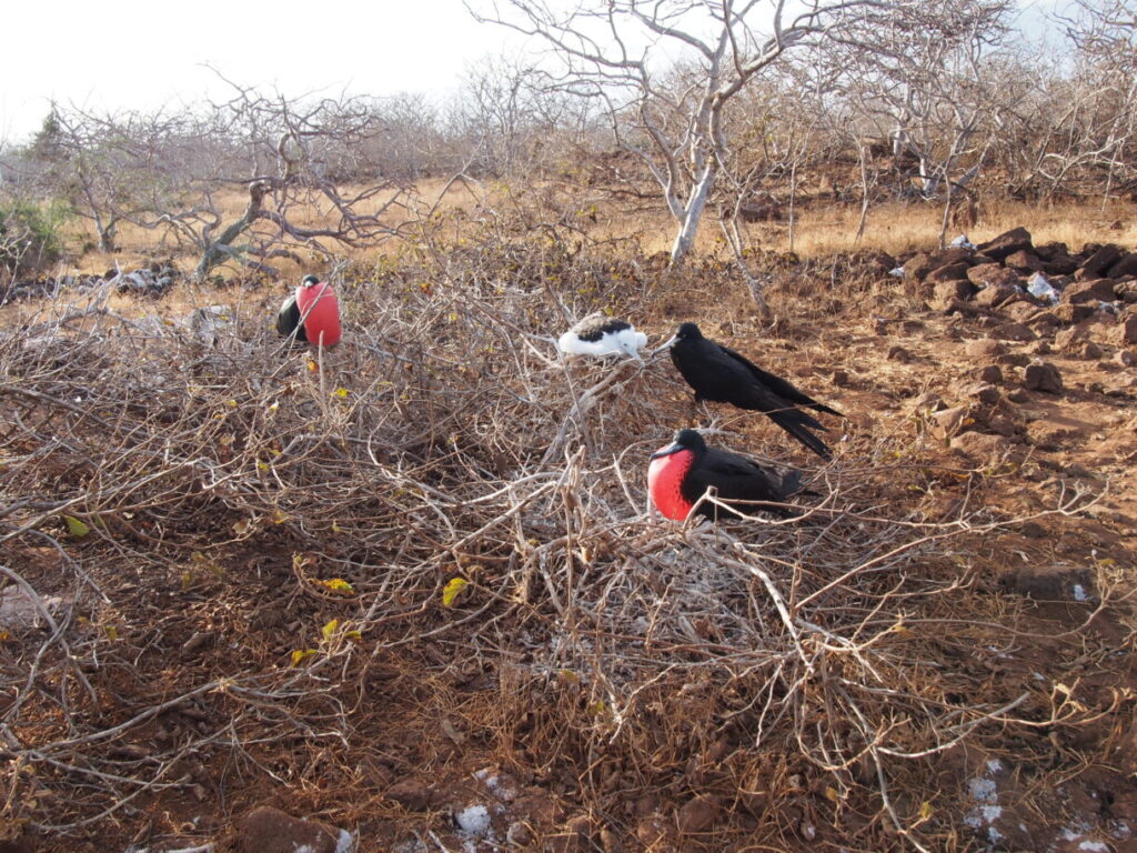 Galapagos Frigate Bird