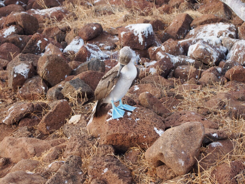 Blue-Footed Booby