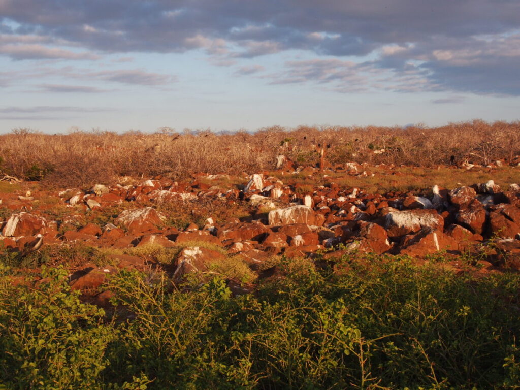 North Seymour Island